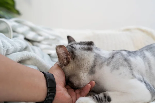 Kucing Gemuk Berbulu Beristirahat Sofa Sementara Tangan Manusia Menggosok Wajahnya — Stok Foto