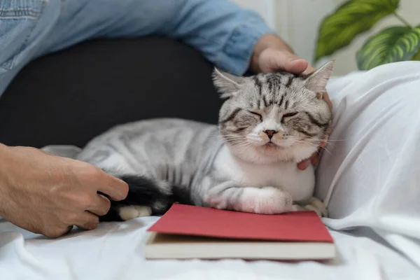 ソファで猫と遊ぶ男 人間の摩擦猫の頭 猫と遊ぶ — ストック写真