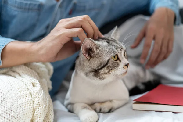 Man playing with cat on a couch. Human rubbing cat head. Playing with cat.