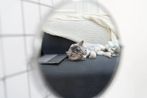 Katze Spiegel Schläft Auf Einer Couch Der Nähe Von Laptop — Stockfoto