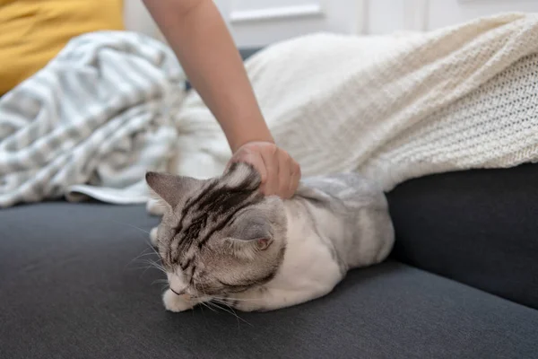 Cara Yang Buruk Untuk Mengambil Kucing Manusia Menarik Kulit Kucing — Stok Foto