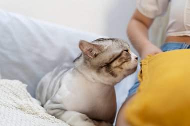 Kanepede kadının yanında oturan tombul tüylü kedi. İnsanları koklamak ve koklamak.