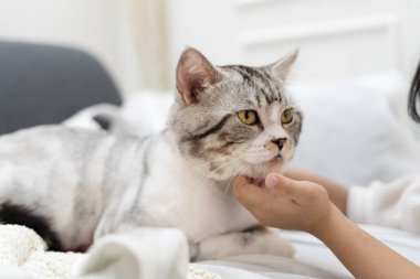 Kanepede dinlenen tüylü kediyi kapat. Çenesini insan ellerine yasla..