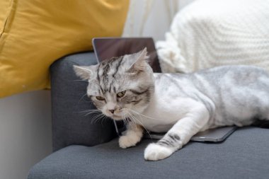 Pofuduk kedi dizüstü bilgisayarda yatıp insanların çalışmasını engellemeye çalışıyor..