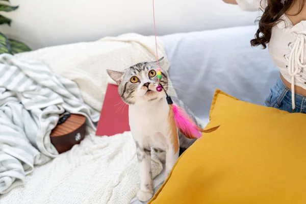 Funny cat looking at feather cat toy with surprise looking.