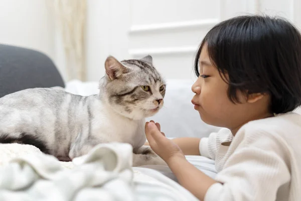 Anak Kecil Asia Yang Lucu Mencoba Mencium Kucing Berbulu Sofa — Stok Foto