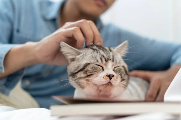 Seorang Pria Bermain Dengan Kucing Sofa Manusia Penggosok Kepala Kucing — Stok Foto