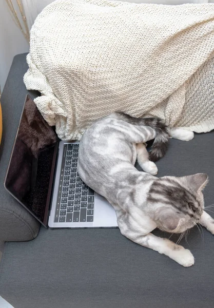 Gato Fofo Deitado Laptop Tentando Interromper Trabalho Humano — Fotografia de Stock