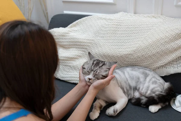 Kucing Berbulu Beristirahat Sofa Wanita Bermain Dengan Kucing Dengan Menggosok — Stok Foto