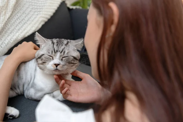 Kucing Berbulu Bermain Dengan Wanita Cantik Ruang Tamu — Stok Foto