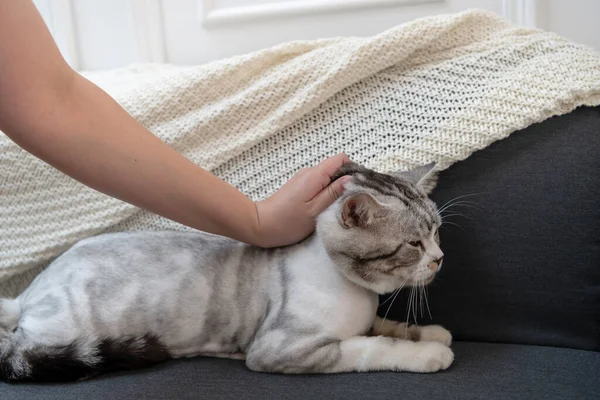 Mauvaise Façon Ramasser Chat Homme Tirant Peau Chat Arrière Mauvaise — Photo