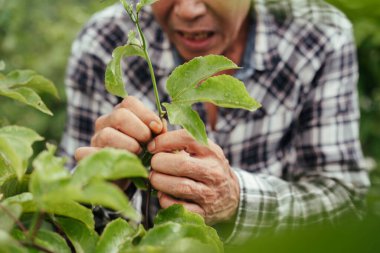 Yerel bir çiftlikte çalışan Asyalı yaşlı çiftçinin portresini kapat..