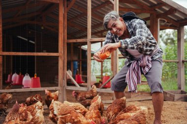 Asyalı yaşlı çiftçi yerel çiftlik çiftliğinde tavuğu buğdayla besliyor..