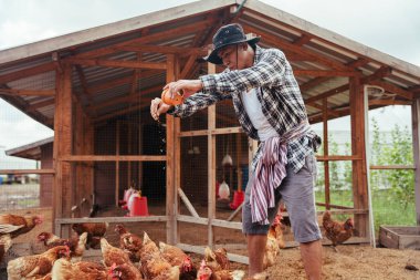 Asyalı yaşlı çiftçi yerel çiftlik çiftliğinde tavuğu buğdayla besliyor..