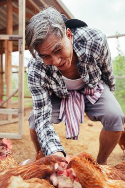 Yerel Asyalı yaşlı çiftçi çiftlikte tavuk besliyor..