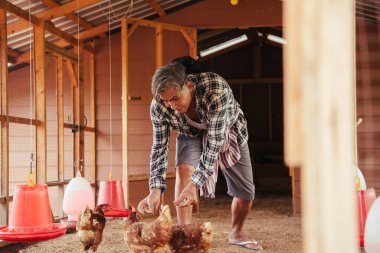 Asyalı yaşlı çiftçi evde tavuk besliyor. Yerel çiftlik.