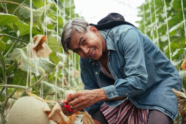 Asyalı yaşlı çiftçi yerel çiftlikte taze organik kavun topluyor..