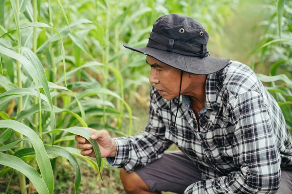 Asiático Anciano Granjero Senior Con Sombrero Control Producto Campo Maíz — Foto de Stock