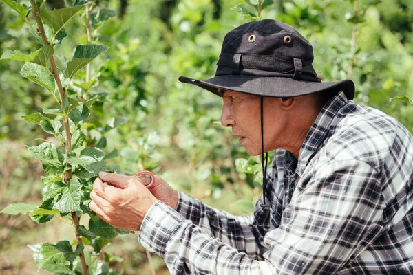 Asiático Anciano Agricultor Senior Utilizando Tijera Para Cosechar Una Pequeña — Foto de Stock