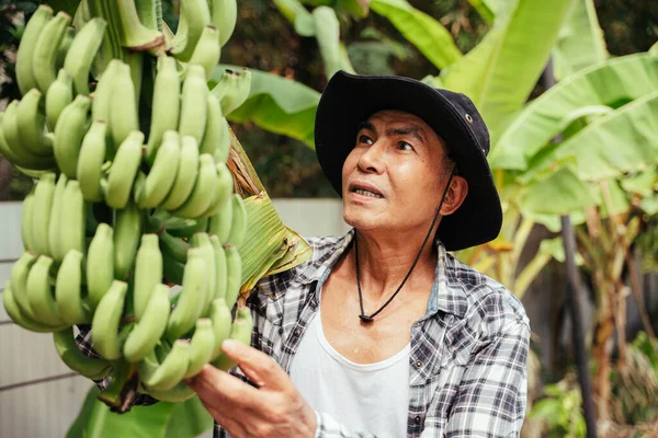 Asian elderly senior farmer working in banana farm.