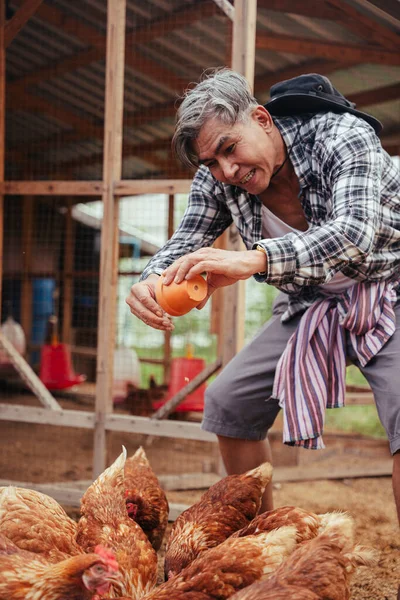 Asian elderly senior farmer feeding chicken with grain at local countryside farm.