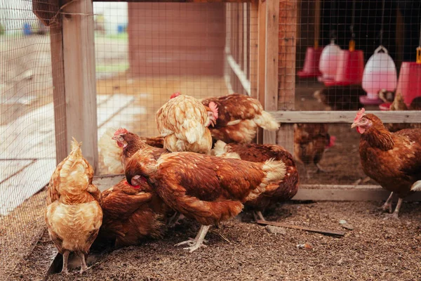 İçerideki çiftlikte tavuk horozu sürüsü. Tavuk yemi..