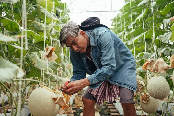 Asiático Anciano Agricultor Senior Cosechando Melón Orgánico Fresco Granja Local — Foto de Stock