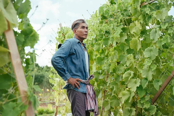 Asiático Anciano Agricultor Senior Mirando Verduras Una Granja Local — Foto de Stock
