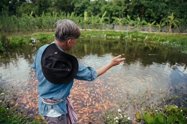 Asiático Anciano Granjero Alimentación Pescado Con Pellets Alimentos Granja Pesca — Foto de Stock