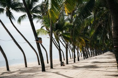 Yazın birçok hindistan cevizi ağacı olan güzel tropikal yaz plajı..