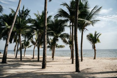 Yazın birçok hindistan cevizi ağacı olan güzel tropikal yaz plajı..