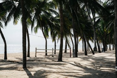 Yazın birçok hindistan cevizi ağacı olan güzel tropikal yaz plajı..