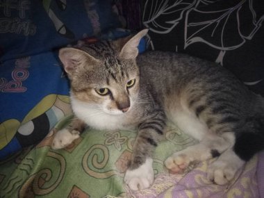 Kanepede oturan sevimli bir kedi.