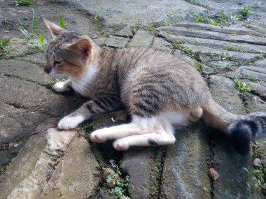 Araba limanında sevimli bir kedi.