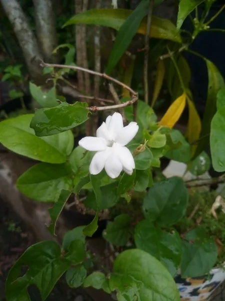 Красивый Экзотический Белый Жасминовый Цветок — стоковое фото