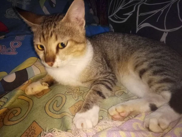 Seekor Kucing Lucu Duduk Sofa — Stok Foto