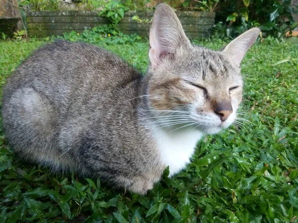 Niedliche Katze Auf Einem Grünen Gras — Stockfoto
