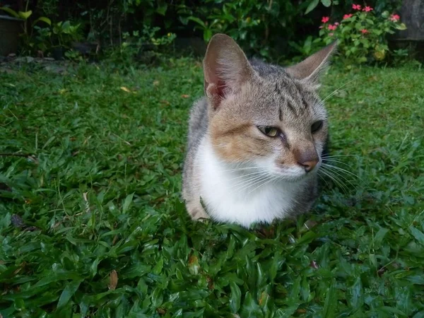 Cute Cat Green Grass — Stock Photo, Image