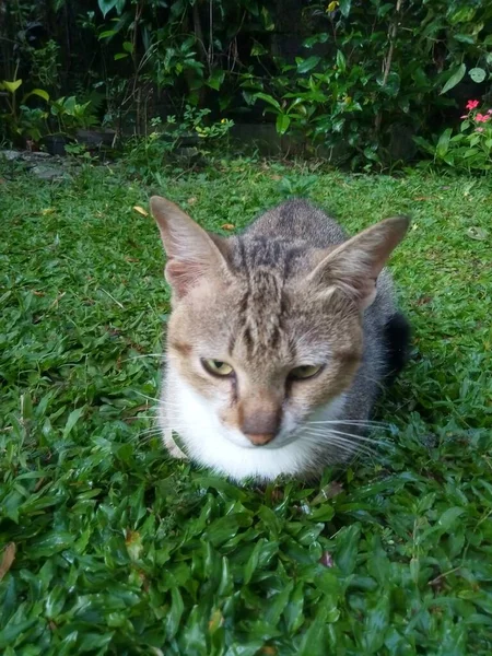 緑の芝生の上でかわいい猫 — ストック写真