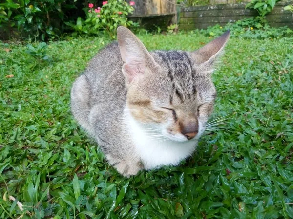 Niedliche Katze Auf Einem Grünen Gras — Stockfoto
