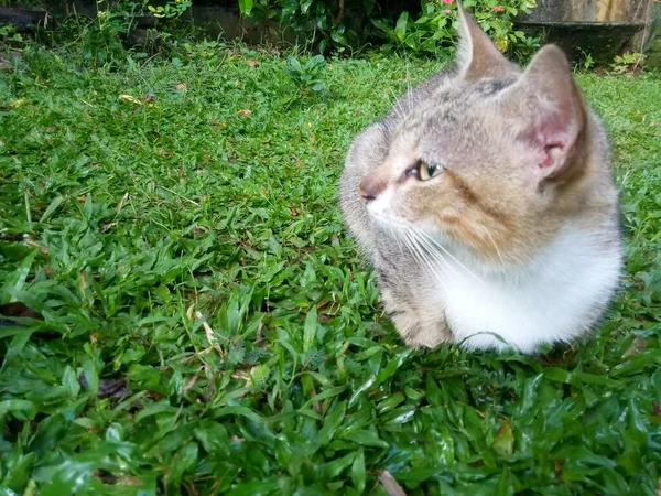 绿草上的可爱猫 — 图库照片
