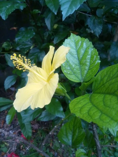 Linda Flor Hibisco Amarelo Tropical — Fotografia de Stock