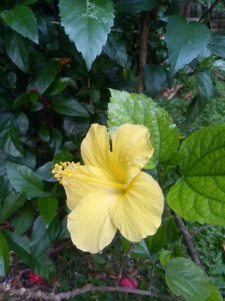 Hermosa Flor Hibisco Amarillo Tropical — Foto de Stock