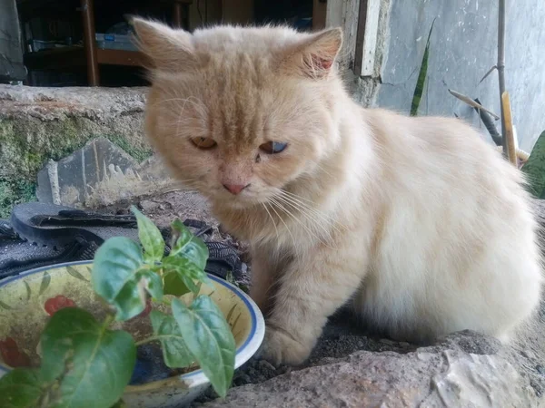 Lindo Gato Sentado Cerca Puerta Trasera —  Fotos de Stock