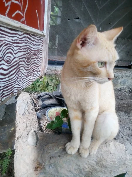 Lindo Gato Sentado Cerca Puerta Trasera —  Fotos de Stock