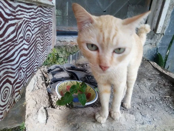 Eine Süße Katze Sitzt Der Nähe Der Hintertür — Stockfoto