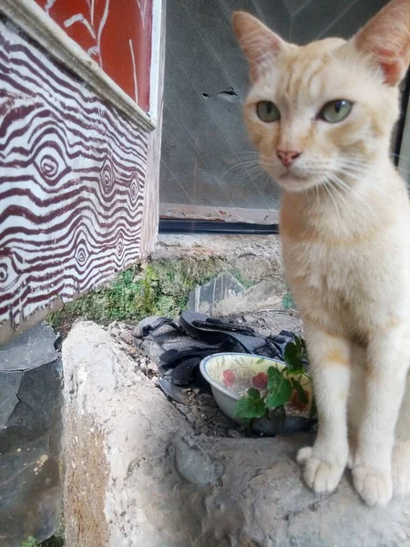 Eine Süße Katze Sitzt Der Nähe Der Hintertür — Stockfoto