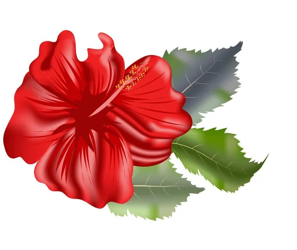 Superbe Hibiscus Tropical Fleurs Pour Publicités Éléments Design Brochures Autocollants — Image vectorielle