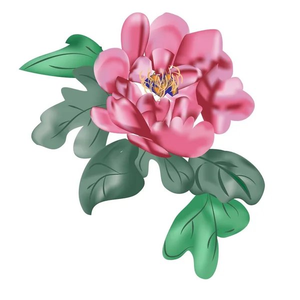 Ilustración Flor China Rosa — Vector de stock