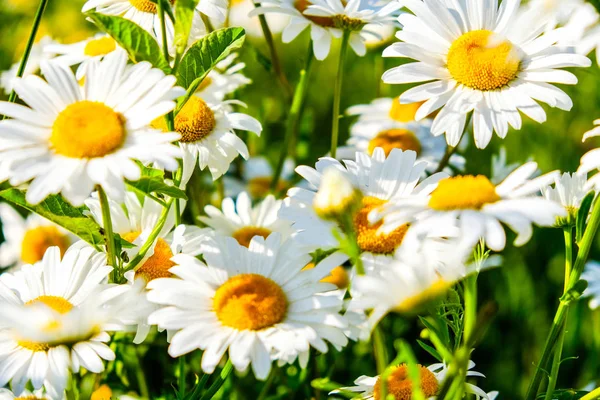Flores de camomila brancas natuais na floresta — Fotografia de Stock